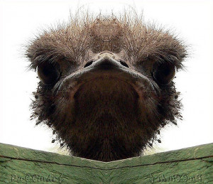 Stink eye from an ostrich :)
