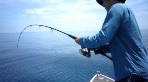 Related Pictures shark attack sleeping bag funny quotes jokes and