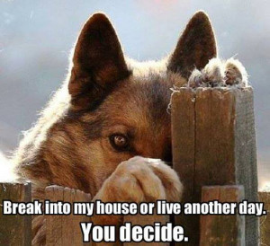 TX woman's 4 pitbulls break into neighbor's yard and kill beagle-sues ...