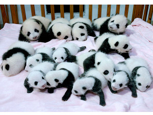 Baby Pandas Sleeping in Crib in China: photo