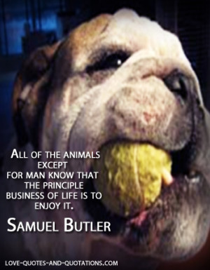 Love Animal Quotes -