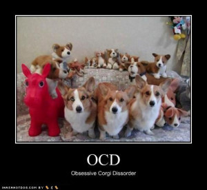 corgi, funny - Bing Images