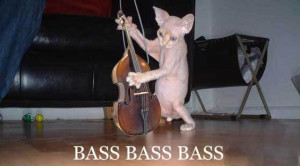 Bass - Cat Macro
