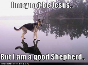 The German Shepherd