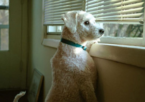 Dog Window Waiting for Owner