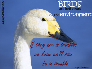 Roger Tory Peterson - Bird quotes - Birds are indicators of the ...