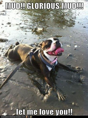 Funny dogs – Mud glorious mud