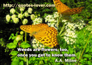 milne weeds are flowers too once you get to know them