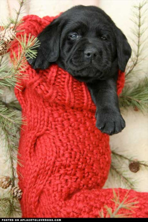 Adorable black Lab puppy in a Christmas stocking!Original Article