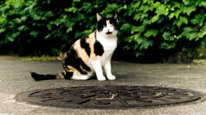 Related Pictures funny cats animals with beautiful quotes on life and ...