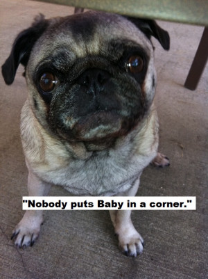 Cute Pug Quotes Memorable '80s Movies