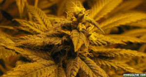 Images Kush Weed Best Smoking Quotes For Facebook Status Funny