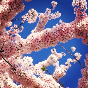 Cherry Blossoms ...