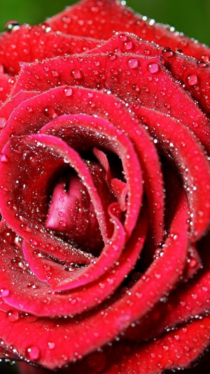 ... Download Animated Hd For Samsung Quotes Friendship Quotess Flowers