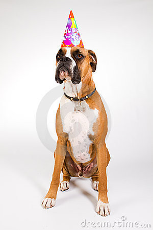 Boxer dog wearing a Happy Birthday party hat.