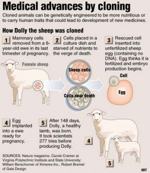 ... nationworld/sns-cloning,0,3962316.story?coll=sns-newsnation-headlines