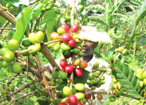 Coffee farmers should be supported more to boost productivity
