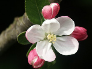 Apple Blossom Near Alford