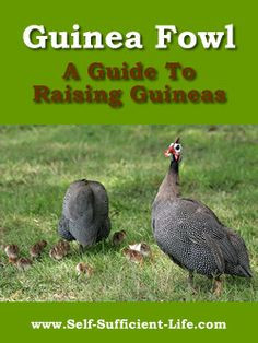 Guinea Fowl - A Guide To Raising Guineas More