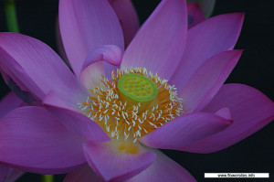 lotus-flower-meaning-buddhism. The tattoo symbols & designs on this ...