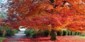 Inspirational Quotes about the Season of Autumn