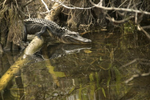 Alligator at Everglades National Park in Florida