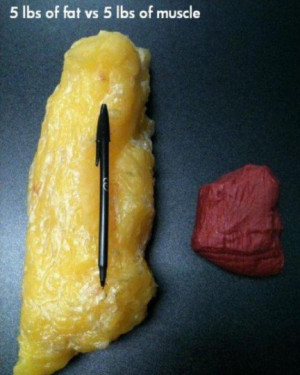 lb of fat the difference however is that muscle is more dense than fat ...