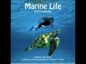 Marine Life 2013 Wall Calendar