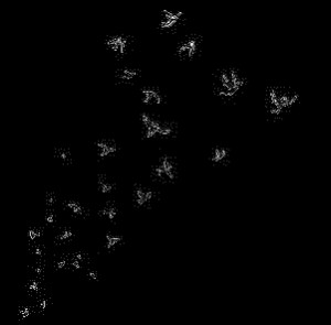 BLACKLivesMatter #JusticeForMuslims