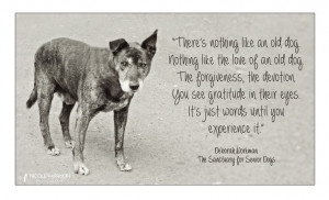 Quotes About Animal Shelters