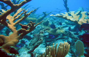 coral reefs