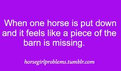 Horse Quotes & Other Horsey Sayings