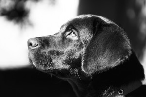 ... the comfort of man as the dog.” — Edward Jesse, Anecdote of Dogs