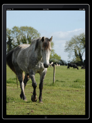 More apps related Horse sayings