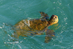 Hawaiian Green Sea Turtle Pics
