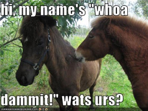 Very Creative and Funny Horse Images,Funny Horse Graphics,best Horse ...