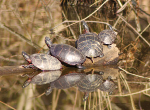 Triangle of painted turtles from Kingston, NJ.