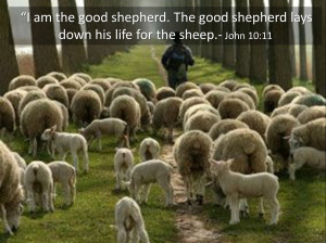 Am The Good Shepherd (John 10:11-23) refracted Glory: Jesus revealed ...