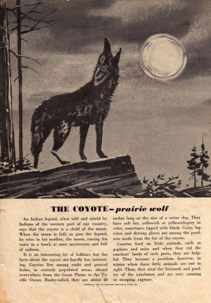 coyote, indian, myth, mythology, native american
