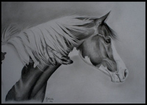 Indian horse by LinTess on deviantART