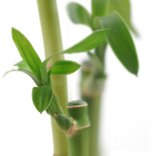 Double Luck Bamboo Plant pictures from home & garden photos on ...