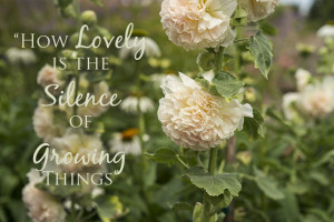 AugustGardenQuoteOfTheMoth.©KellyAsh