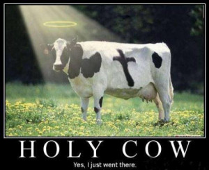 holy cow