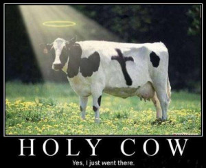 holy cow