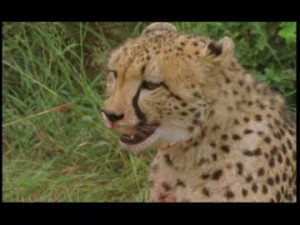 , Cheetah, Blood, Prey, Resting (Animal), Nature Reserve, Predator ...