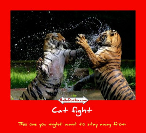 Cat fight is a picture of two tigers fighting.