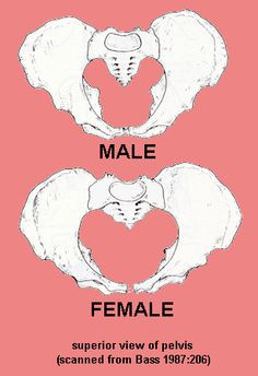 Forensic Anthropology More