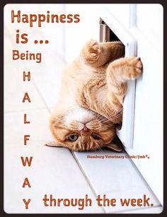 ... Wednesday, friends! Funny Kitty, The Doors, Cat Quotes, Funny Cat