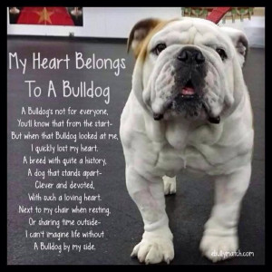 My heart belongs to my bulldog