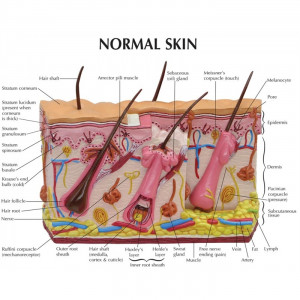 Skin with Burns Model